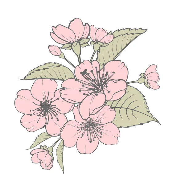 El çizimi elementler sakura çiçek koleksiyonu. — Stok Vektör