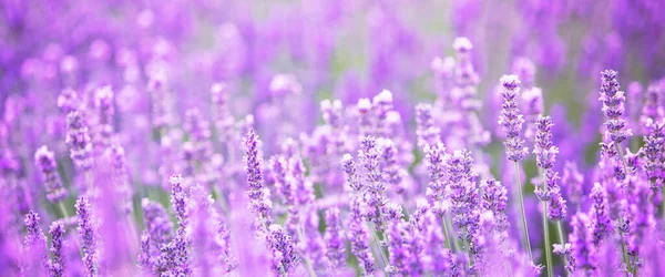 Beautiful image of lavender field over summer sunset landscape. — Stock Photo, Image