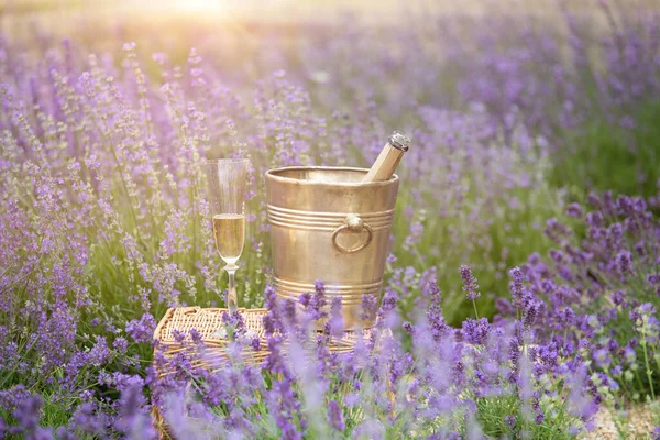 Una bottiglia di champagne e bicchieri in un campo di lavanda al tramonto. — Foto Stock