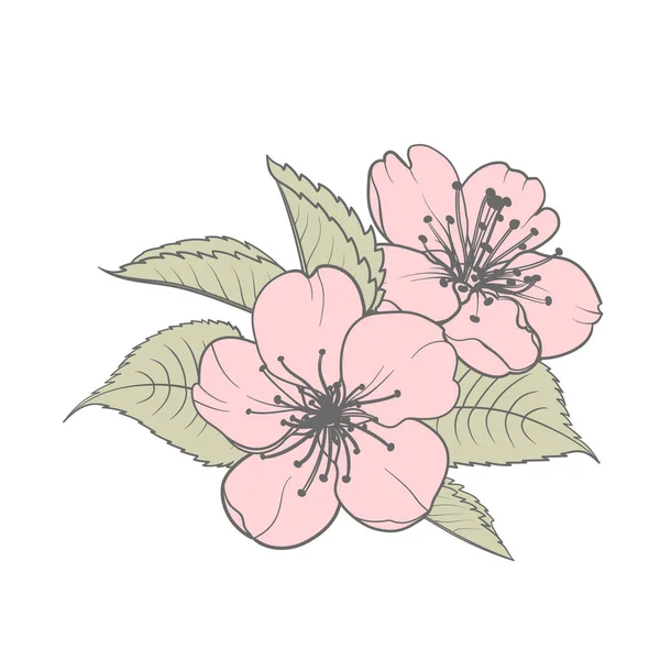 Elementi di design disegnati a mano collezione di fiori di sakura. — Vettoriale Stock