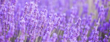 Gün batımında lavanta çalıları kapanır.