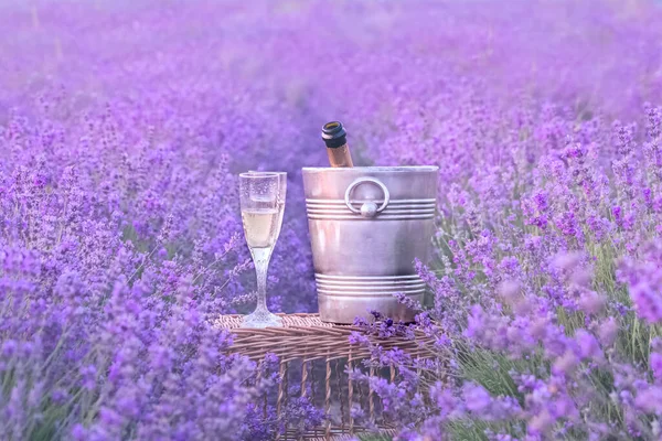 En flaska champagne och glas i en solnedgång lavendel fält. — Stockfoto