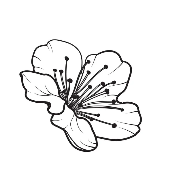 Elementos de diseño dibujado a mano colección flores sakura. — Vector de stock