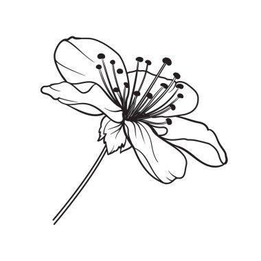 El çizimi elementler sakura çiçek koleksiyonu.