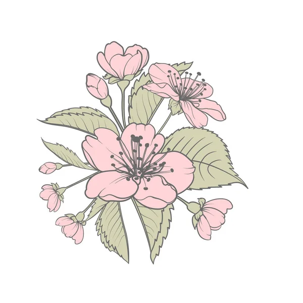 Handritade designelement sakura blommor samling. — Stock vektor