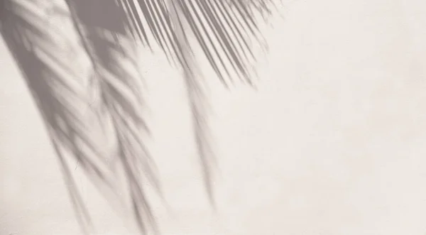 Tropiska solskuggor på väggen. — Stockfoto