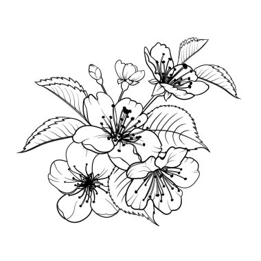 El çizimi elementler sakura çiçek koleksiyonu.