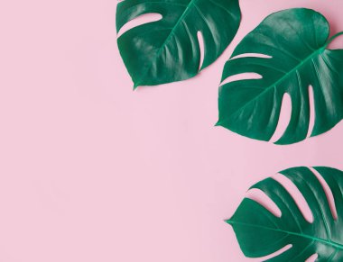 Pembe üzerinde palmiye yaprakları olan tropik bir arka plan..