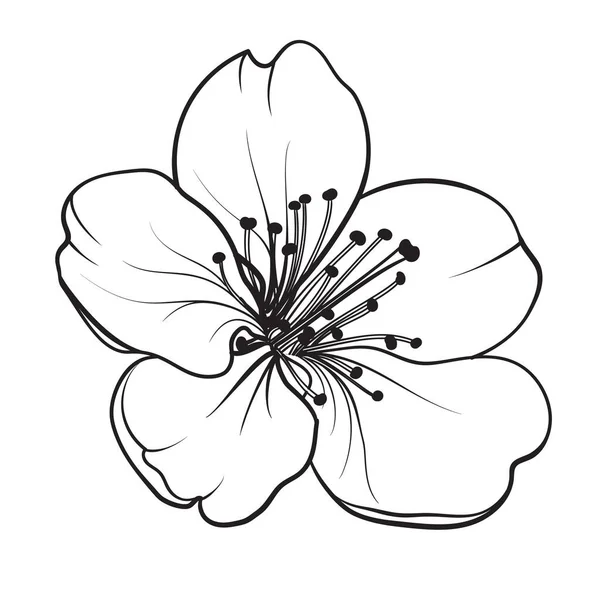 Elementos de diseño dibujado a mano colección flores sakura. — Archivo Imágenes Vectoriales