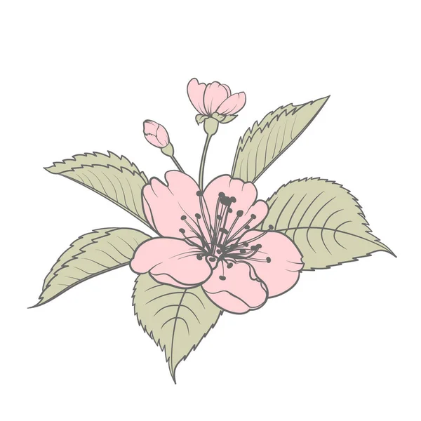 Eléments de design dessinés à la main collection fleurs sakura. — Image vectorielle