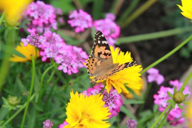 kelebek çiçek sarı menekşe yaz güneş Yeşiller