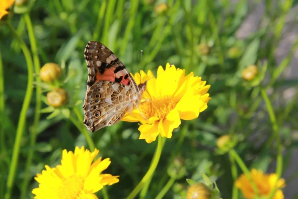 Pillangó Virág Sárga Nyári Nap Zöldek — Stock Fotó