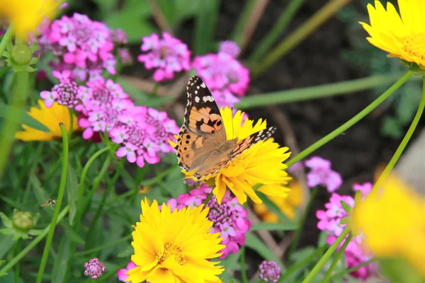 Цветы Бабочки Желтый Фиолетовый Летний Солнце Зеленые — стоковое фото