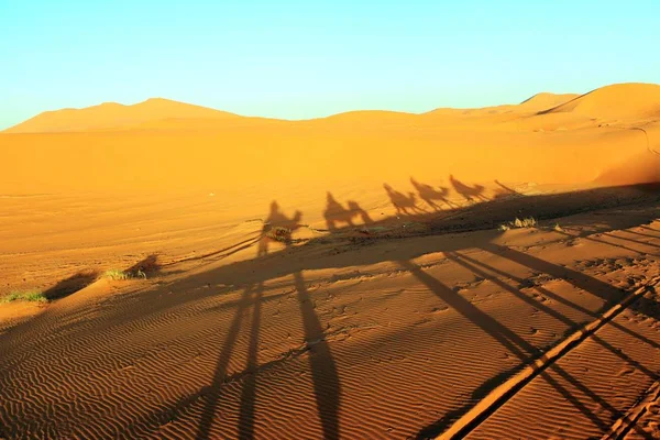 Camal caravana em uma viagem Nomad através do deserto de areia — Fotografia de Stock