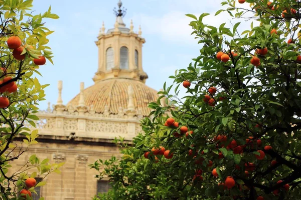 Catedral de Sevilla y naranjo, símbolo de Sevilla y España — Foto de Stock