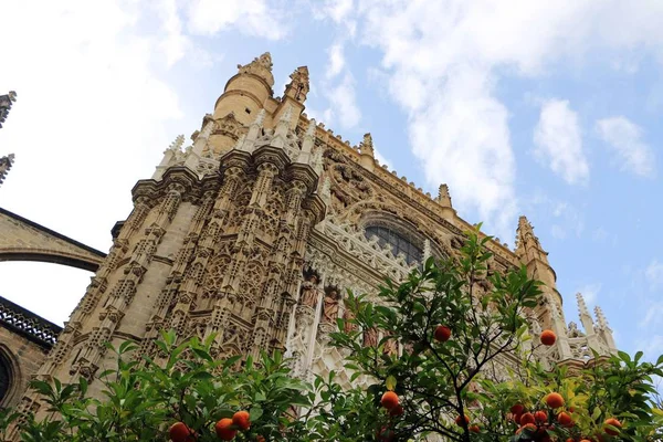 塞维利亚大教堂和橙色树, 塞维利亚和西班牙的象征 — 图库照片