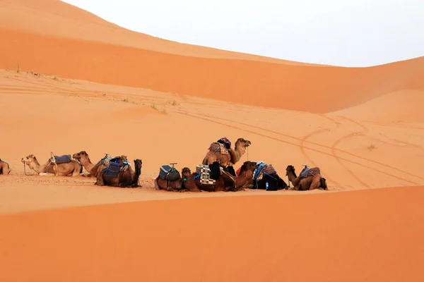 Cammello carovana riposo sulla sabbia del deserto nel Sahara, Marocco — Foto Stock