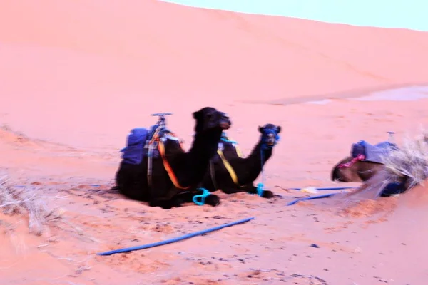 Caravana de camelo descansa na areia do deserto no Saara, Marrocos — Fotografia de Stock