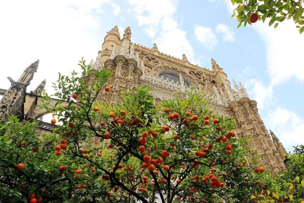 Catedral de Sevilla y naranjo, símbolo de Sevilla y España — Foto de Stock