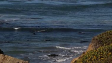Deniz fili Vista gelin San Simeon, California, kıyı karayolu 1 boyunca popüler bir dönüm noktası.