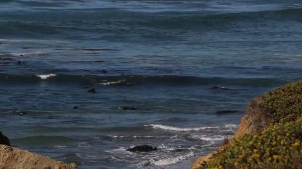 Elephant brunmaskad Vista i San Simeon, Kalifornien, ett populärt landmärke längs kustnära Highway 1. — Stockvideo