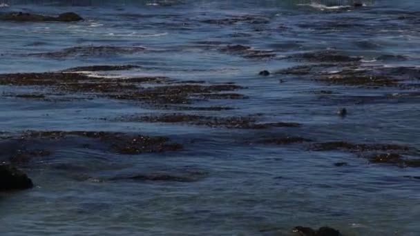 Zeeolifant Vista Wijs in San Simeon, Californië, een populaire bezienswaardigheid langs de kust Highway 1. — Stockvideo
