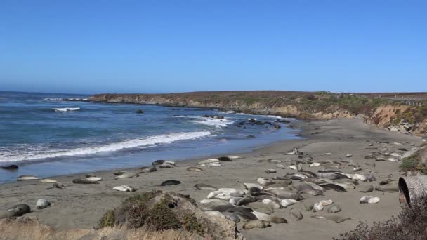 Zeeolifant Vista Wijs in San Simeon, Californië, een populaire bezienswaardigheid langs de kust Highway 1. — Stockvideo