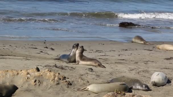 Słoń morski Vista punkt w San Simeon, California, popularnych landmark wzdłuż wybrzeża autostrady 1. — Wideo stockowe