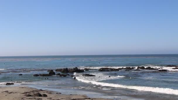 Elephant Seal vyhlídce v San Simeon, Kalifornie, populární mezník podél pobřežní silnice 1. — Stock video