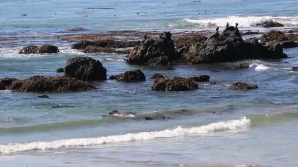 大象海豹远景点在加利福尼亚州西缅, 一个受欢迎的地标沿着沿海公路1. — 图库视频影像