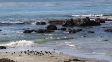 Filleri binlerce güneşin deniz fili Vista noktasında San Simeon, California, kıyı karayolu 1 boyunca popüler bir dönüm noktası alınan sahilde yatıyordu.