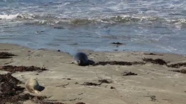 Deniz fili Vista gelin San Simeon, California, kıyı karayolu 1 boyunca popüler bir dönüm noktası.