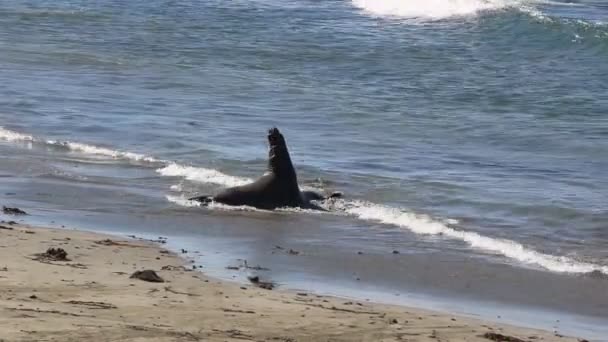 Elephant Seal vyhlídce v San Simeon, Kalifornie, populární mezník podél pobřežní silnice 1. — Stock video