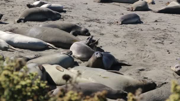 Elephant Seal vyhlídce v San Simeon, Kalifornie, populární mezník podél pobřežní silnice 1. — Stock video