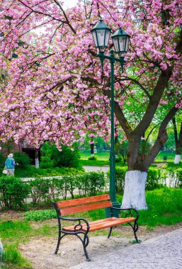 parkta güzel sakura çiçeği. ahşap Bank ve ağaç dalları altında yeşil fener