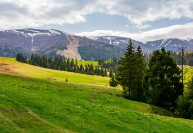 Ladin orman dağlarında çimenli tepelerde. Borzhava dağ sırtı ile bulutlu bir günde uzakta karlı en fazla