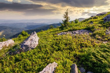 kayaların arasındaki küçük Ladin ağacı. gündoğumu, dağlarda güzel sahne
