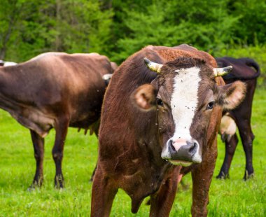 yüzünde sinekler ile meraklı inek portresi. hayvan bahar yeşil çevre