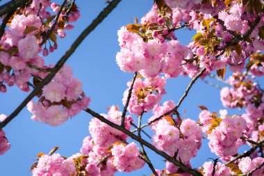 Mavi gökyüzü arka plan üzerinde muhteşem sakura çiçekler. parkta güzel bahar sahne