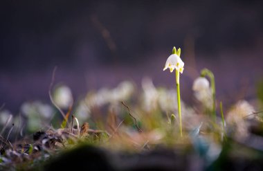 Bahar ilk çiçeklenir. Bahar kar tanesi göl, güneş ışığı orman çayır bulanık bir arka plan üzerinde yalnız olarak da adlandırılır. Snowbell portre.