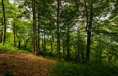 Antik kayın ormanı çayır. Karpat ormanda güzel doğa manzarası