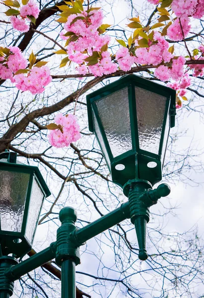 桜の花の下の緑のランタン 美しいロマンチックな背景 — ストック写真