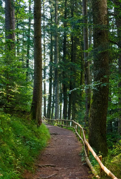 午前中に背の高い木々 の中の林道 美しい自然の風景です 走行と歩行のための良い場所 — ストック写真