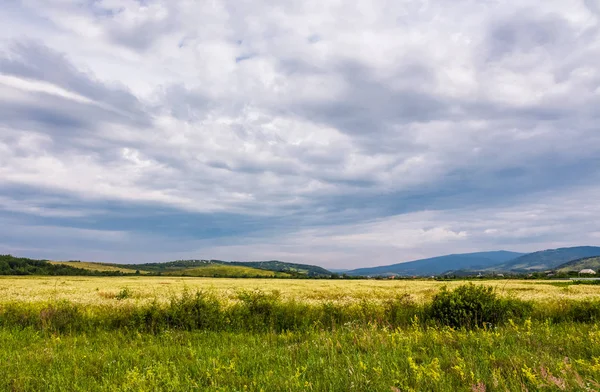 Широке Поле Сільській Місцевості Похмурий День Прекрасні Природні Пейзажі Влітку — стокове фото