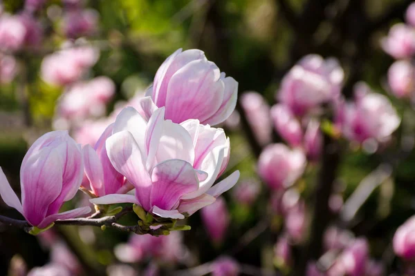 Gorgeous Magnolia Flowers Dark Background Lovely Springtime Scenery Park — Stock Photo, Image