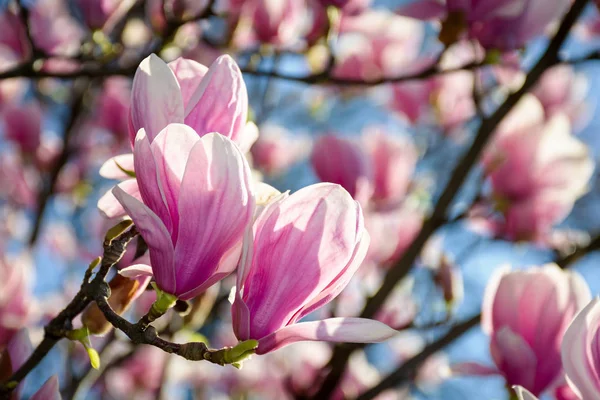 Wunderschöne Magnolienblüten Vor Blauem Himmel Schöne Frühlingshafte Landschaft Park — Stockfoto