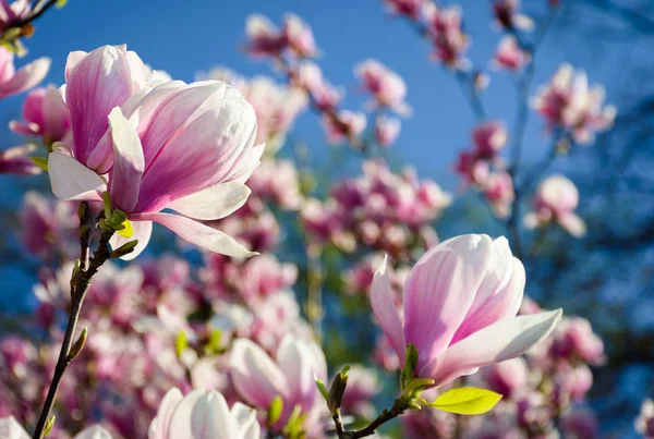 Przepiękny Magnolia Kwiaty Tle Błękitnego Nieba Piękne Wiosenne Dekoracje Parku — Zdjęcie stockowe