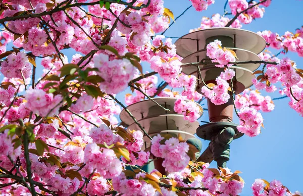 Krásné Sakura Květiny Kolem Lucerny Pozadí Modré Oblohy Krásné Jarní — Stock fotografie