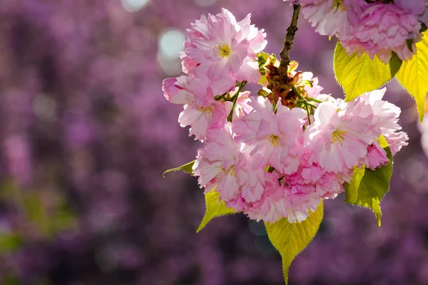 Gorgeous Sakura Flowers Purple Background Lovely Springtime Scenery Park — Stock Photo, Image
