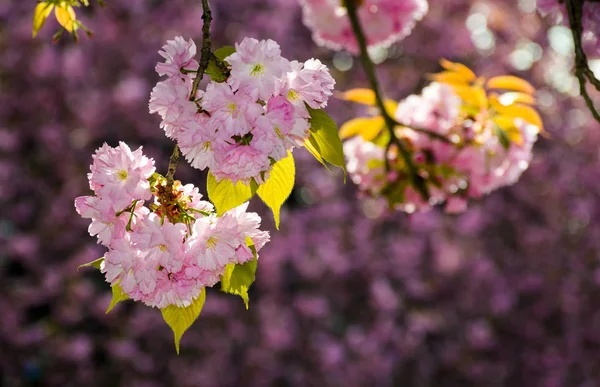 Wunderschöne Sakura Blüten Auf Violettem Hintergrund Schöne Frühlingshafte Landschaft Park — Stockfoto